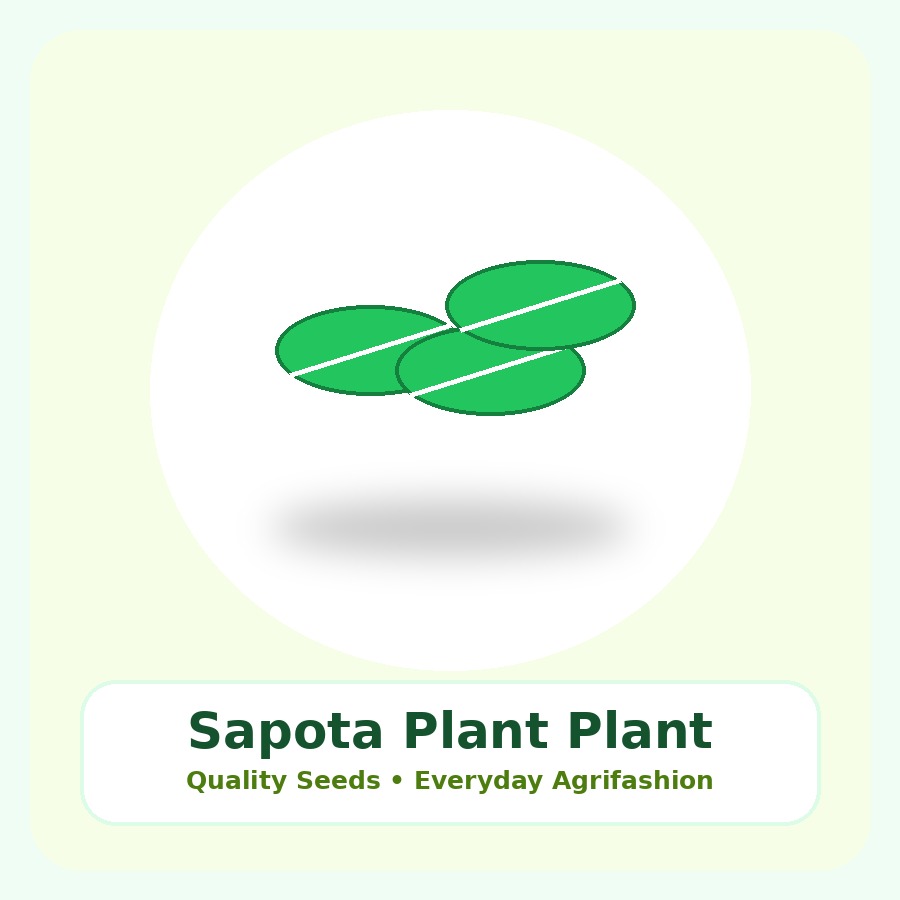 Sapota Plant Premium Plant
